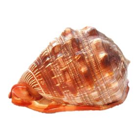 Natural Super Large Wanbao Snail French Snail Large Conch Landscaping (Option: Conch-15to16cm)